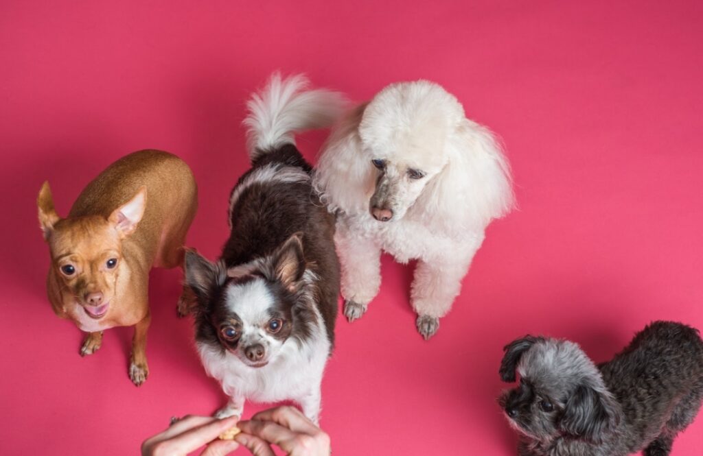 W hołdzie dla kundelków: Dzień Kundelka i jego znaczenie