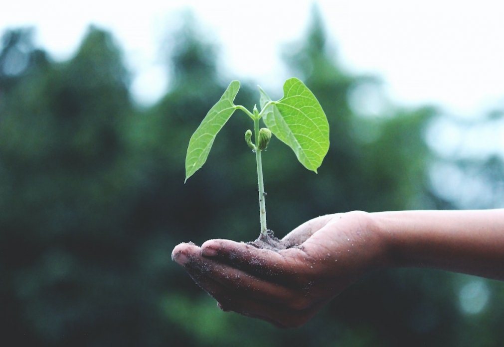 Urokliwe wydarzenie w przedszkolu Na Miodowej Górce