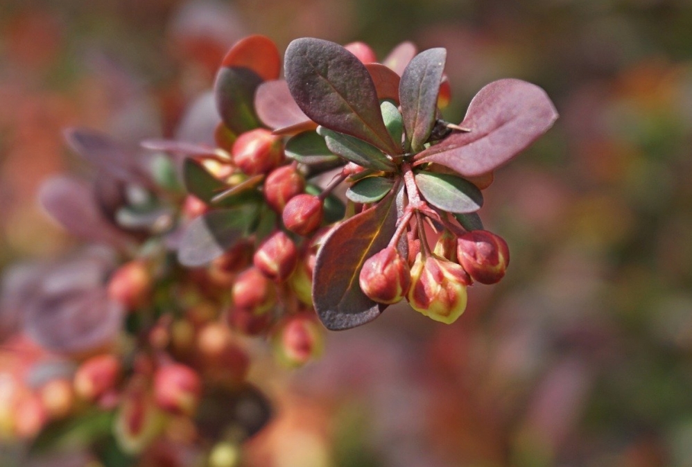Ekologiczne przemiany w stolicy Polski: Zielona Warszawa w 2023 roku