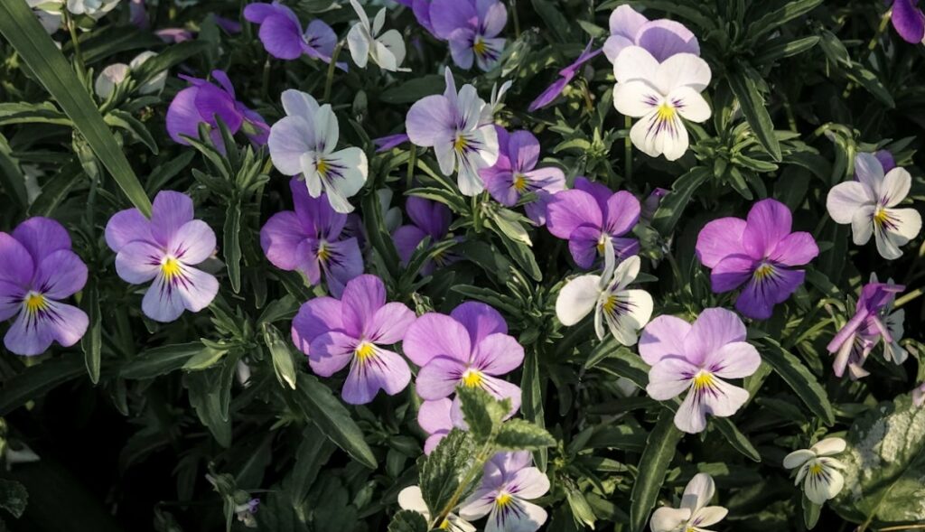 Nowe drzewa i kwiaty zmienią oblicze Placu Wilsona dzięki pomysłowi mieszkańców Żoliborza