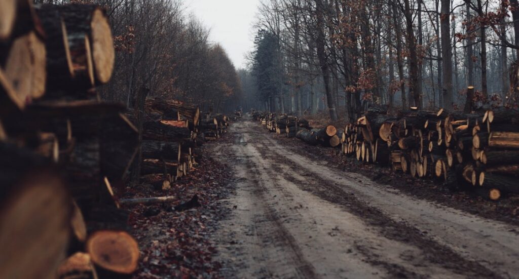 Planowane działania związane z wycinką drzew dla realizacji projektu budowlanego na ulicy Prystora