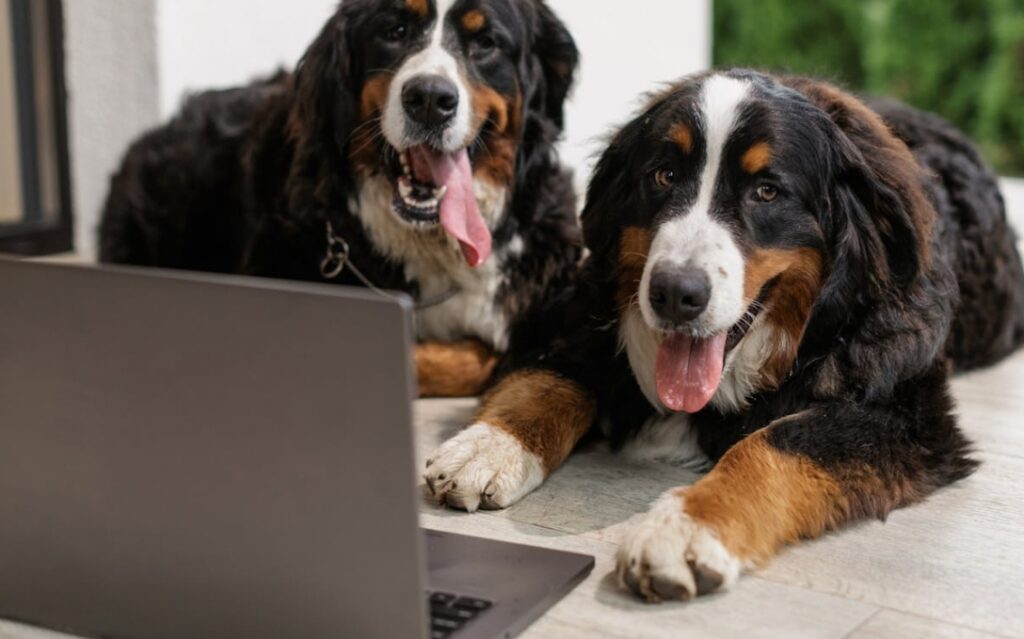 Warszawskie szkoły podstawowe angażują młode umysły w ochronę praw zwierząt