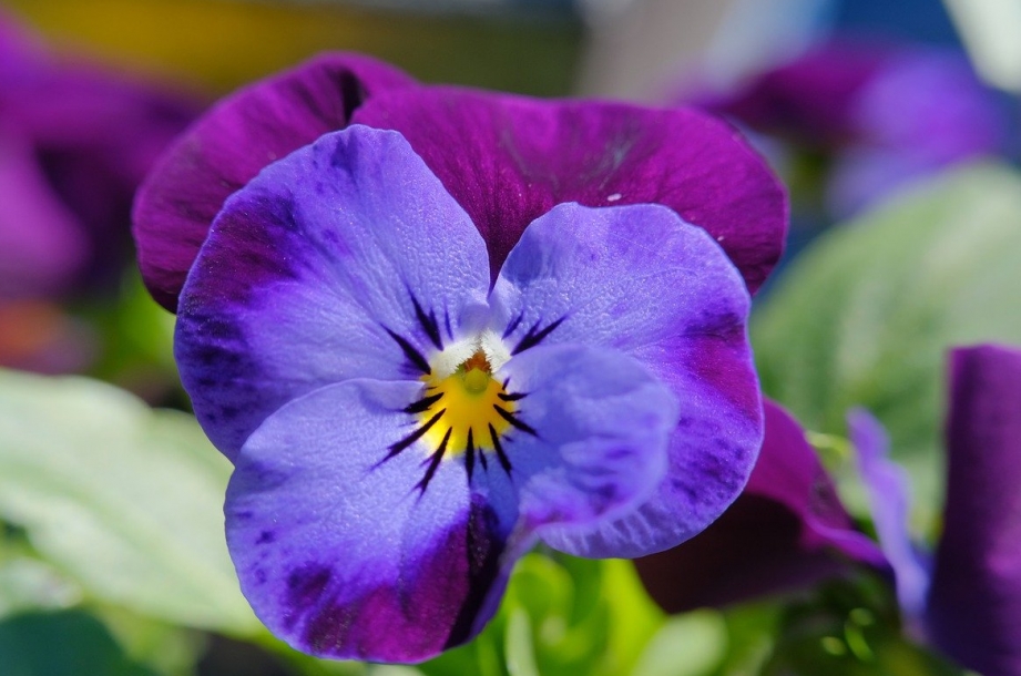 Rozpoczyna się akcja "Adoptuj bratka": Daj drugie życie kwiatom z miejskich donic