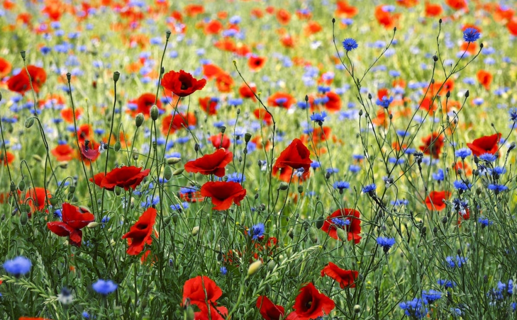 Odnowiona ulica Zagłoby zachwyca estetyką dzięki obsadzeniu roślinami i kwiatami