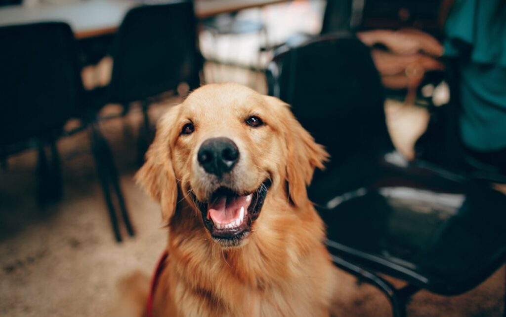 Warszawa: Miasto inwestuje w kastrację i czipowanie zwierząt – nowe umowy z przychodniami weterynaryjnymi