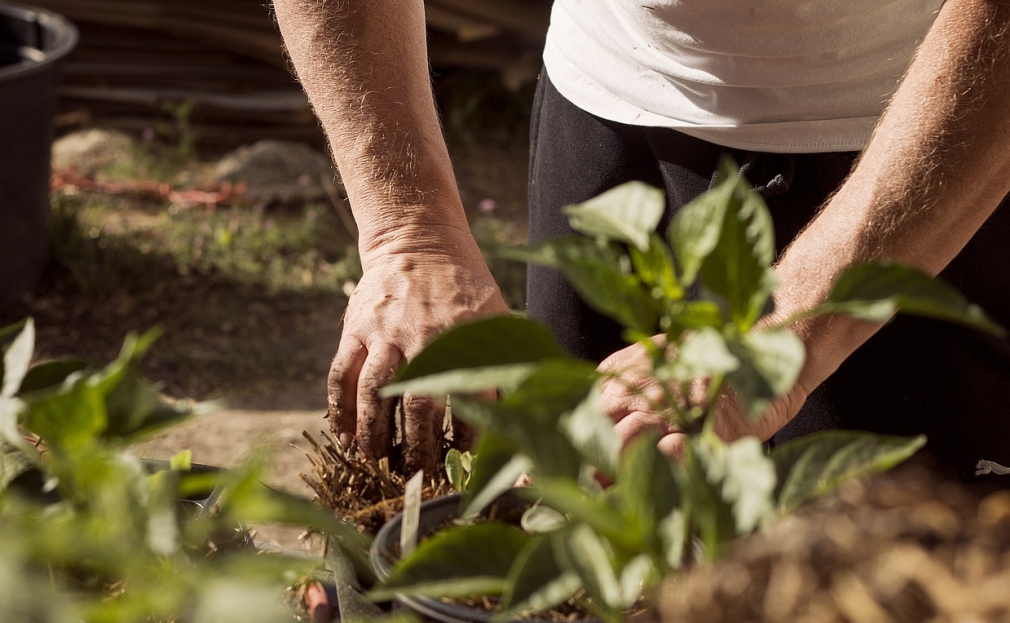 Finał 41. edycji konkursu "Warszawa w kwiatach" odbędzie się 14 września w Parku Agrykola