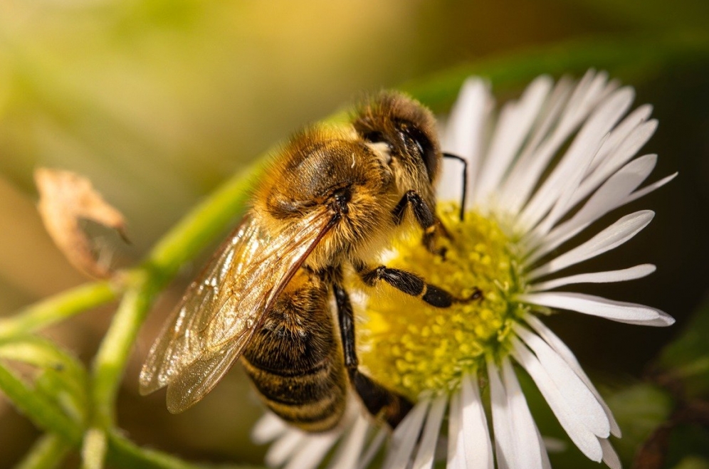 Przygody ursuskich pszczół – rok pszczelarski pełen wyzwań oraz zmian