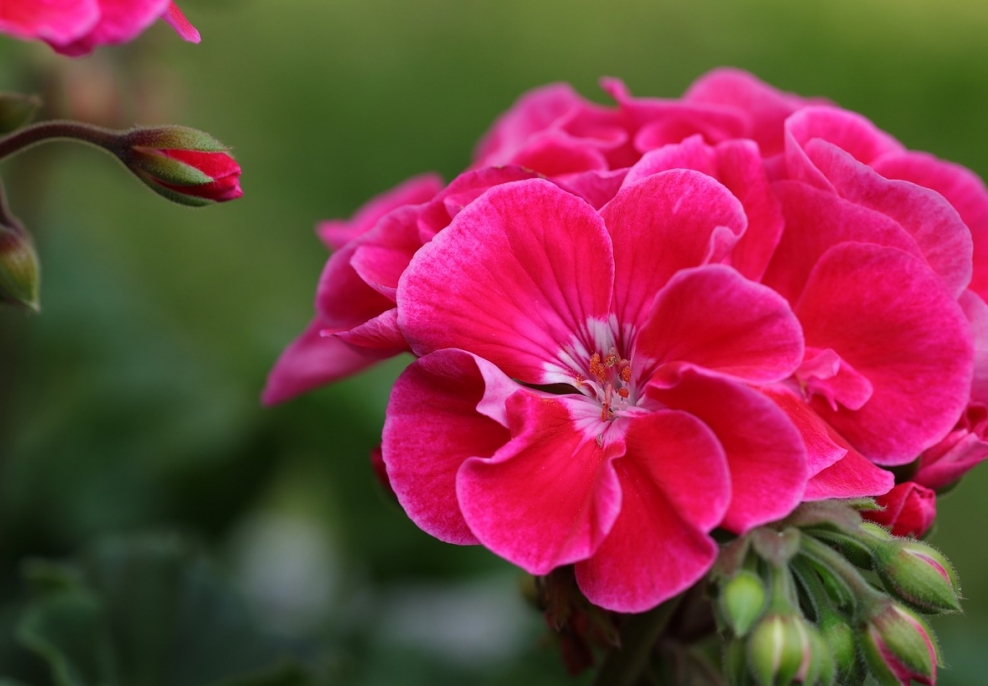 Startujemy z jesienną akcją "Przezimuj pelargonie i begonie" już 30.10 o 7:00