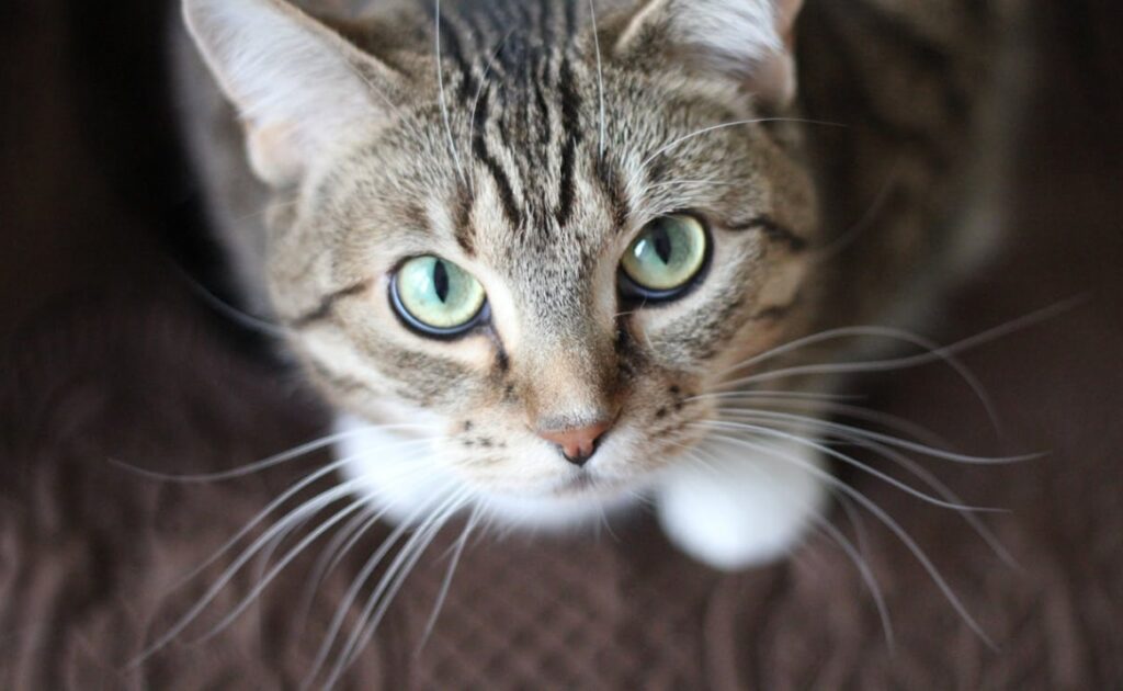 Warszawa edukuje mieszkańców w temacie niewłaściwej pomocy dzikim zwierzętom