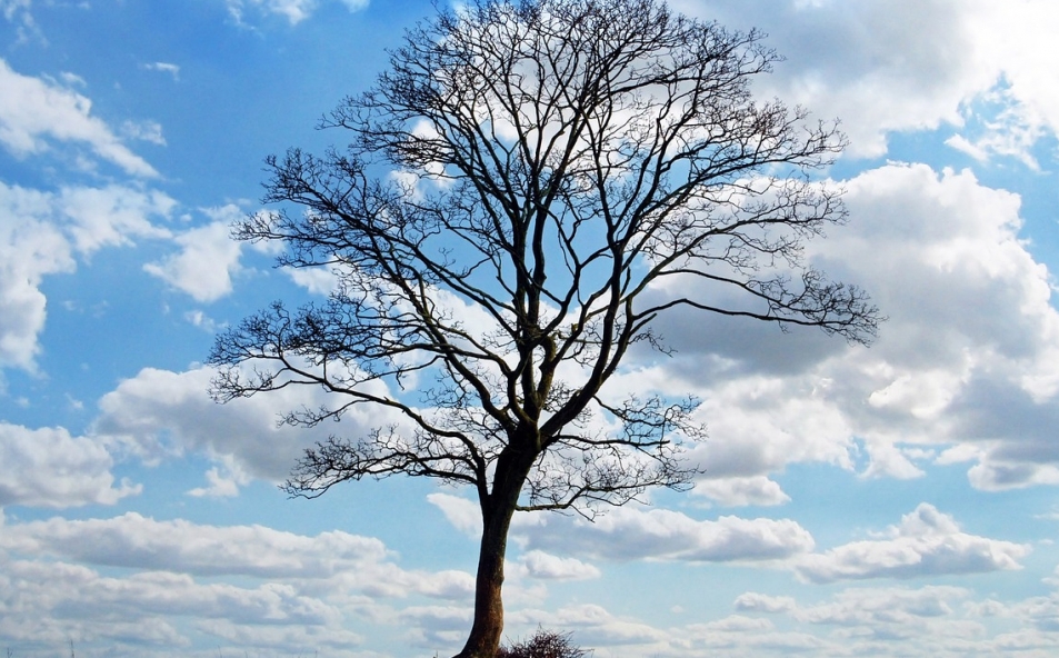 Oliwnik Onufry z Ursusa Niedźwiadek zmierza do tytułu Drzewa Roku 2025